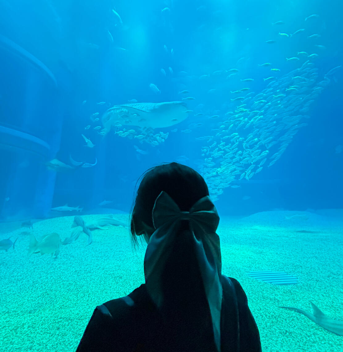 whale shark lover