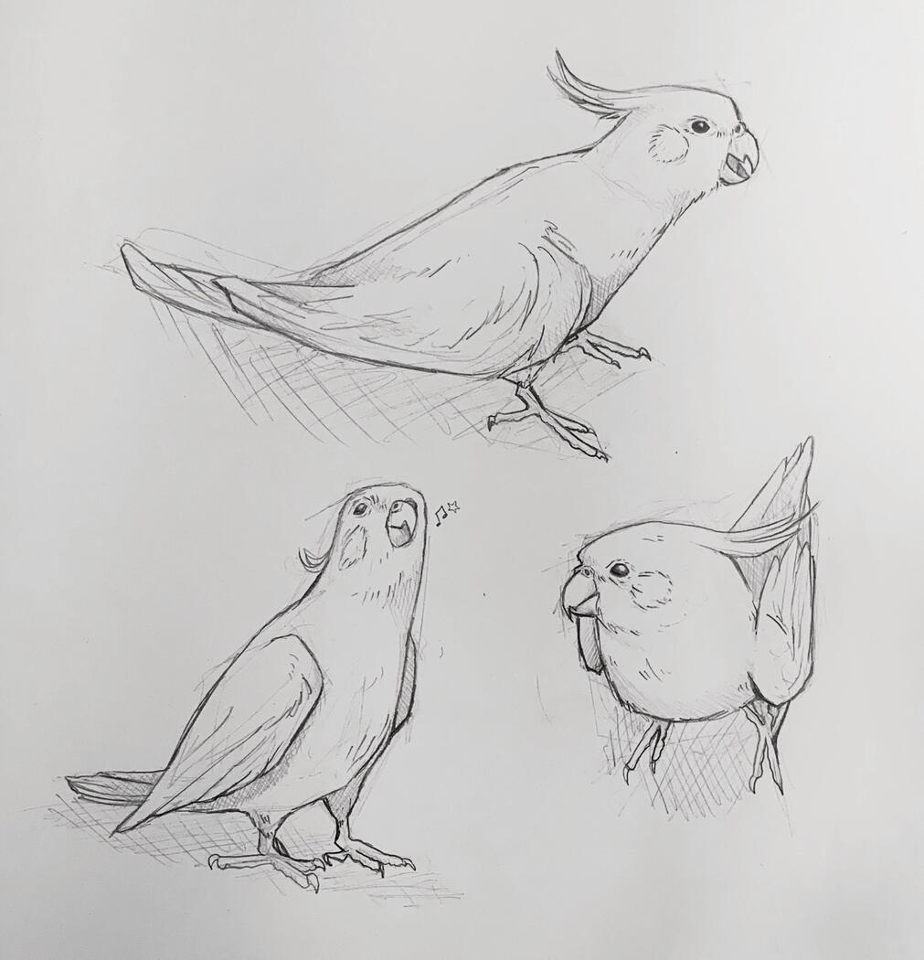 Cockatiel Study, 2020 (pencil on paper)